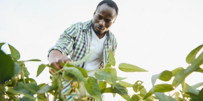 african-american-male-farmer-agronomist-inspects-soybeans-field-sunset_255667-60218-transformed