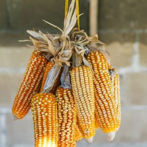 Maize Seeds