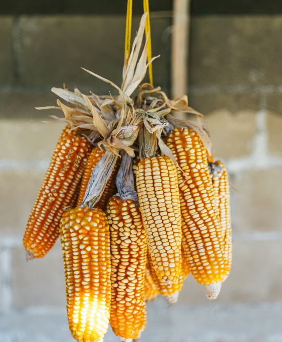 hybrid maize medium maturing