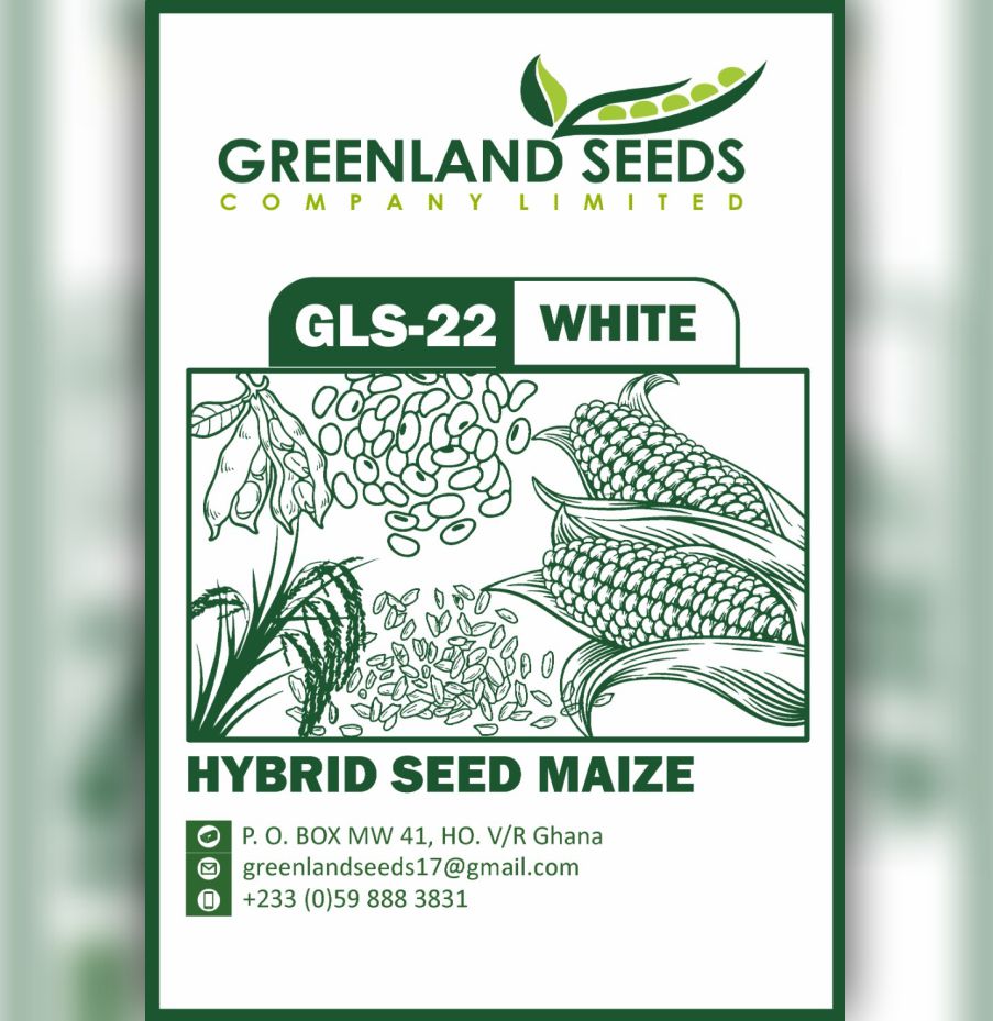 hybrid seed maize white