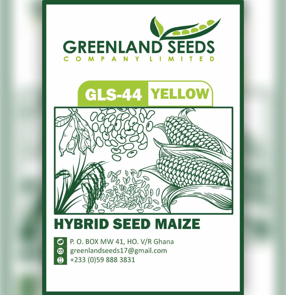 hybrid seed maize yellow