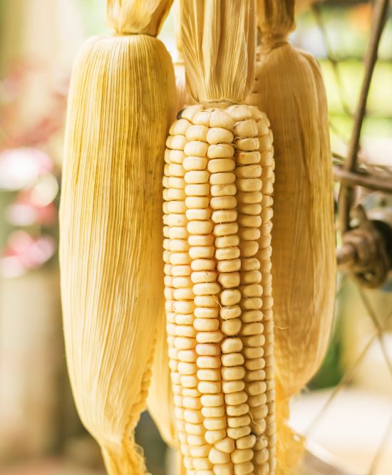 maize early maturing